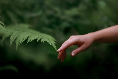 A,Woman's,Hand,And,A,Fern,Leaf.,Man,And,Nature